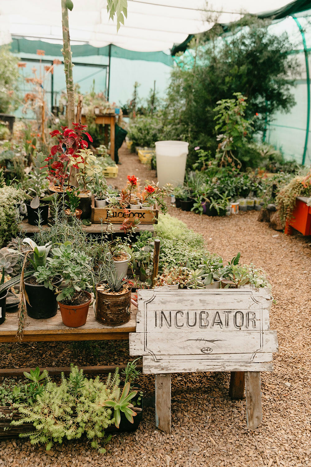 Four ways Spier is boosting biodiversity