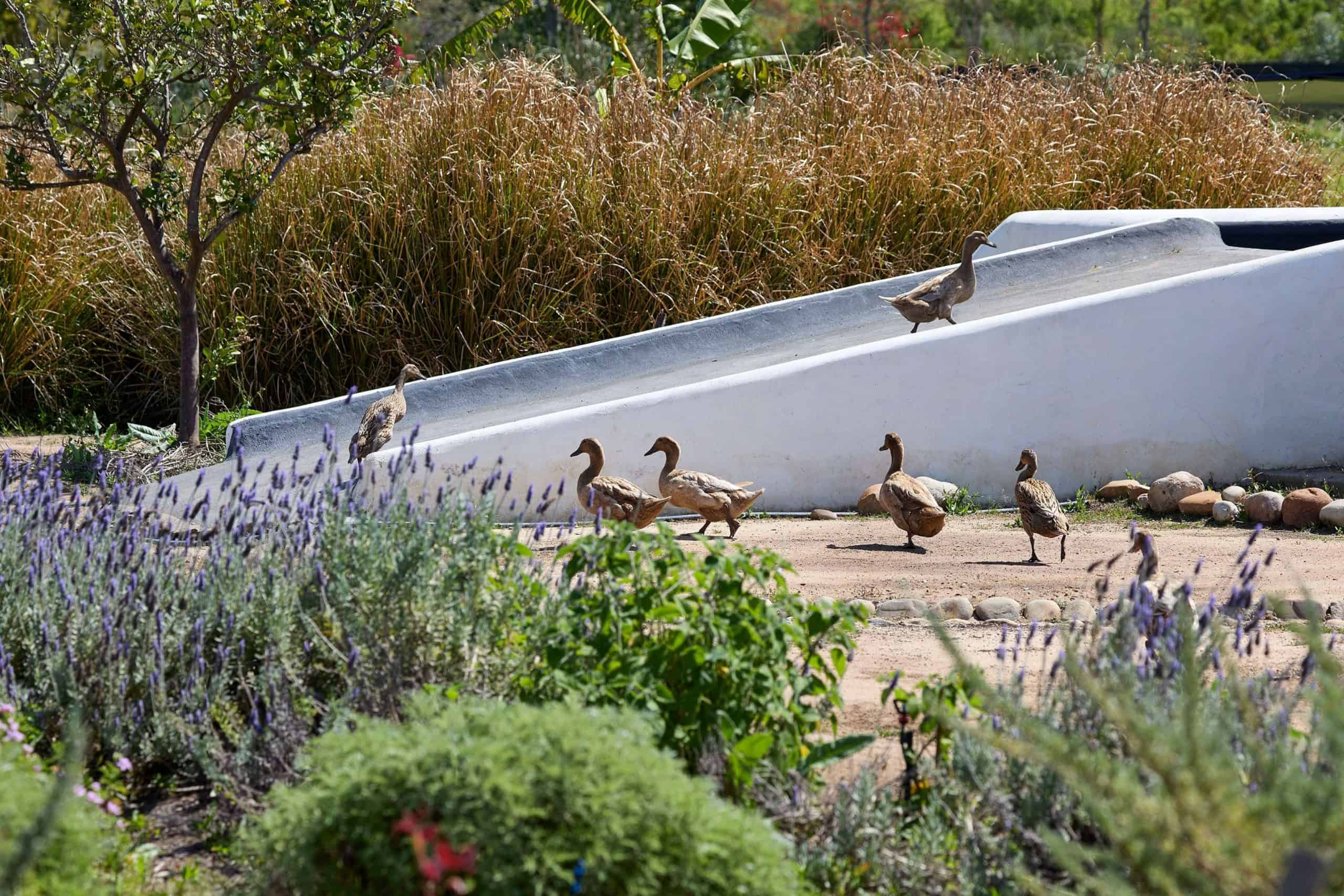 Spier-Food-Garden