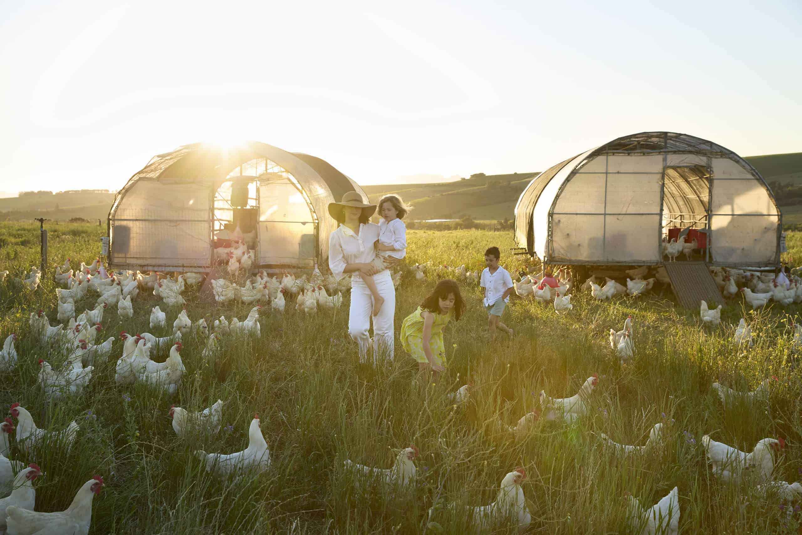 Spier-Farm-chickens-13_EY