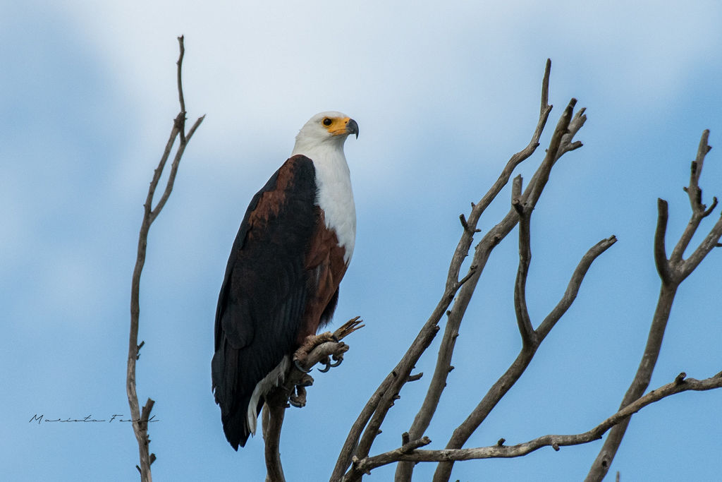 FishEagle
