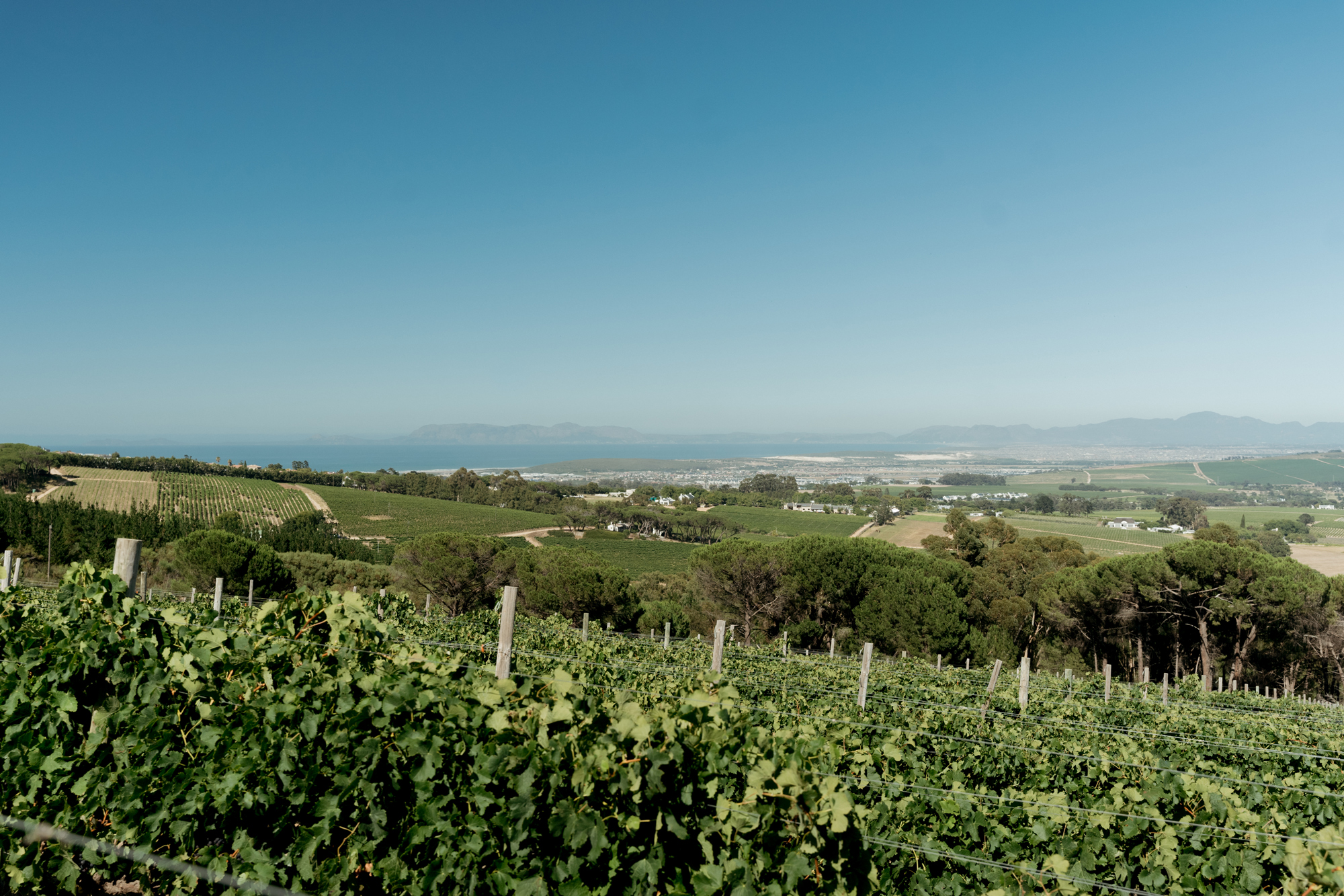 The bay view from our Helderberg vineyards.