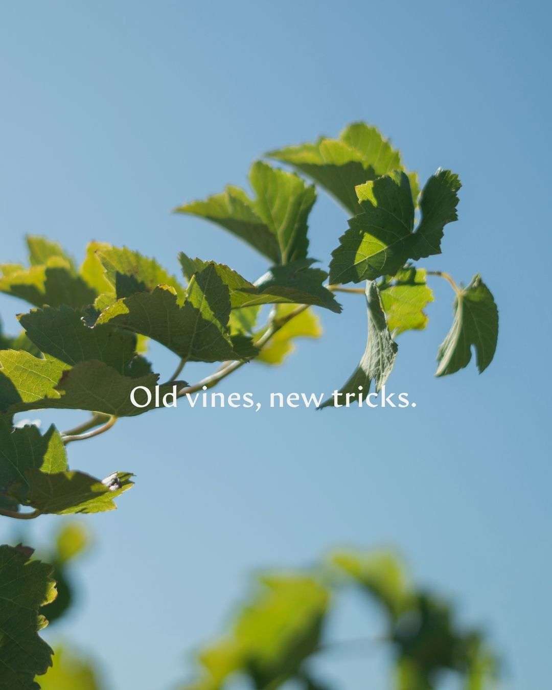 Why Age Matters: The Secret Behind Our 21 Gables Chenin Blanc