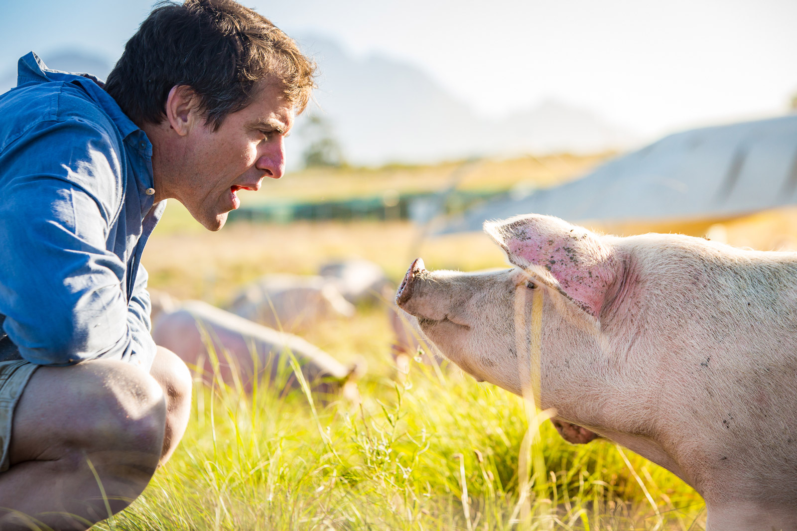 Farmer-Angus-Pigs-Cr-Carmen-Lorraine-2019-61-lr