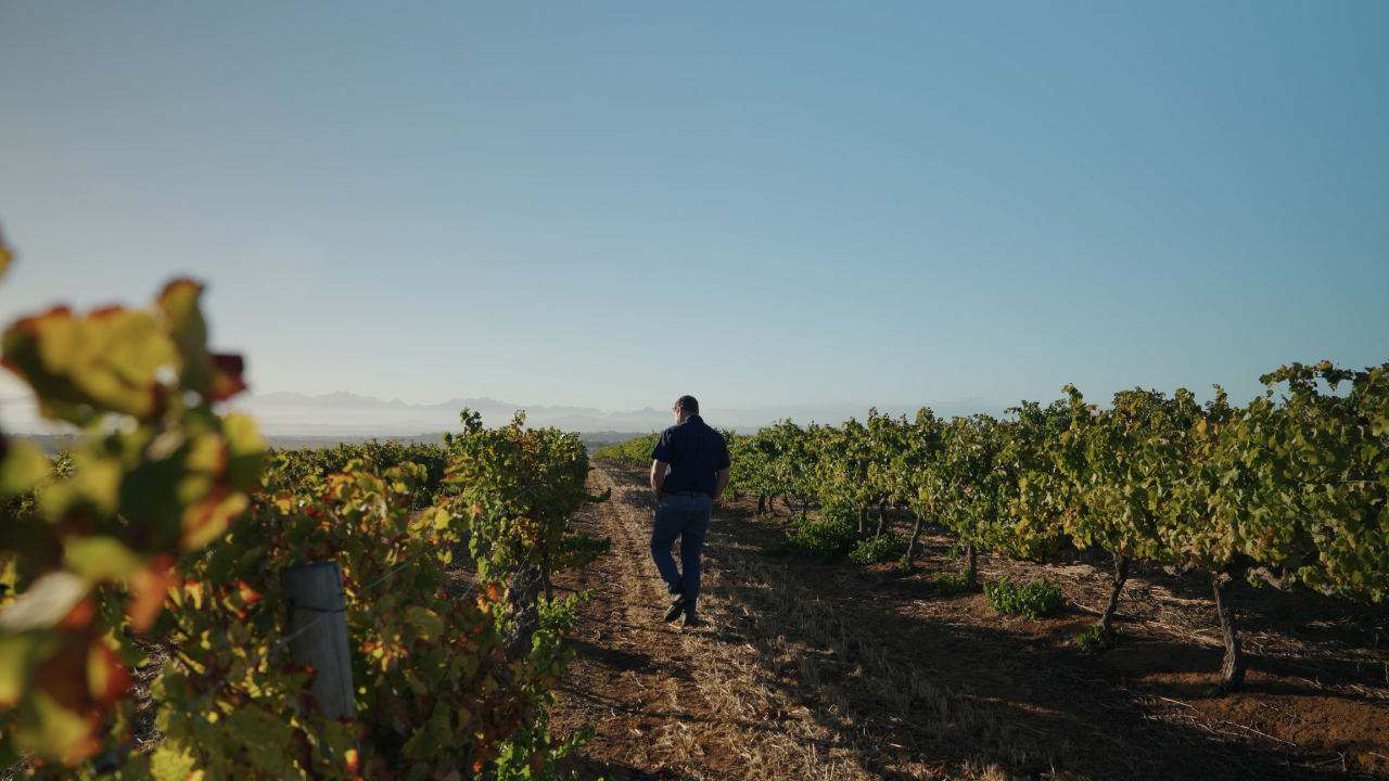 The Long Game: The Story Behind our Old Vine Chenin Blanc